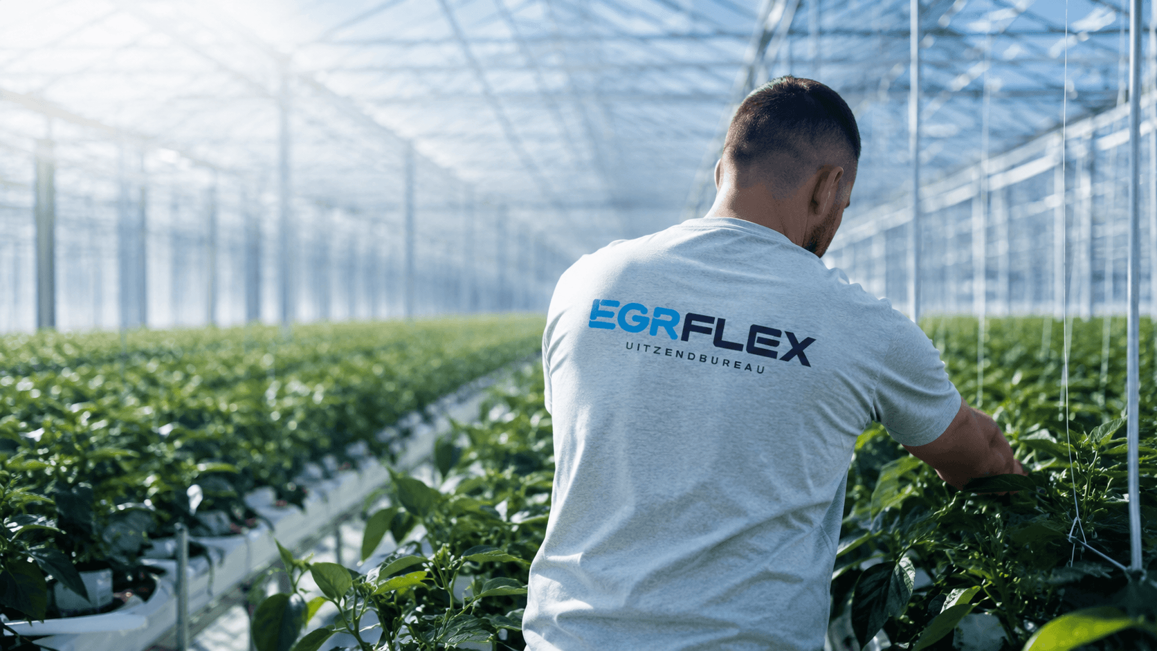 EGR Flex medewerker aan het werk in de kas